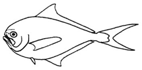 Familia Bramidae.jpg